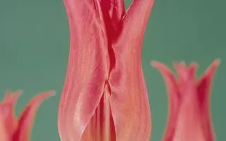 Virily Pink / Вириль Пинк