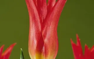 Virily Red / Вириль Рэд