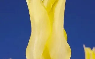 Virily Yellow / Вириль Ьэллоw