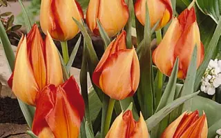 vvedenskyi 'Tangerine Beauty' / ввэдэнскьи 'Тангэринэ Бэауть'