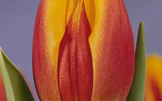 Wageningen / Wагэнингэн