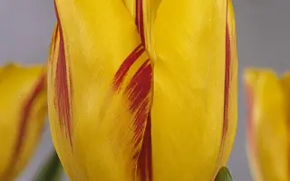 Washington / Wашингтон