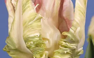 Weber's Parrot / Wэбэр'с Паррот