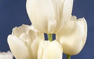 Weisse Berliner / Wэиссэ Бэрлинэр