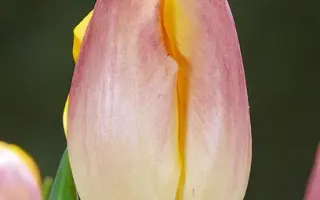 Wendy Love / Wэндь Ловэ