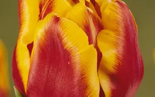 West Frisia / Wэст Фрисиа