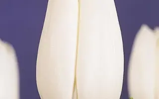 White Cascade / Whитэ Цасцадэ