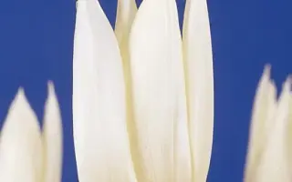 White Christmas / Whитэ Чристмас