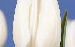 White Dream / Whитэ Дрэам