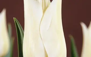 White Elegance / Whитэ Элэганцэ