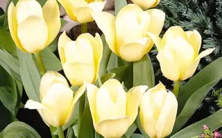 White Fire / Whитэ Фирэ