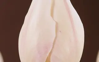 White Flight / Whитэ Флигhт