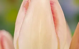 White Gander / Whитэ Гандэр