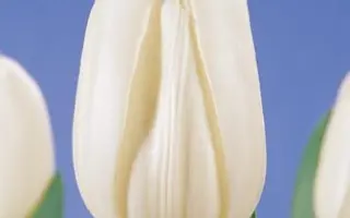 White Heaven / Whитэ Hэавэн