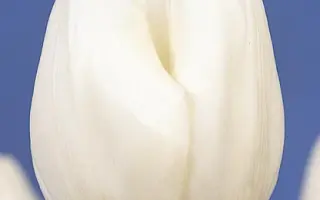 White Ideal / Whитэ Идэал