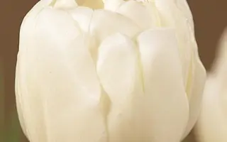 White King / Whитэ Кинг