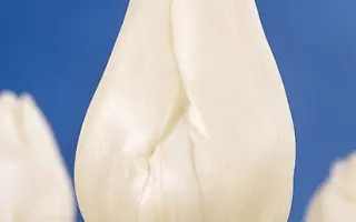 White Marvel / Whитэ Марвэл