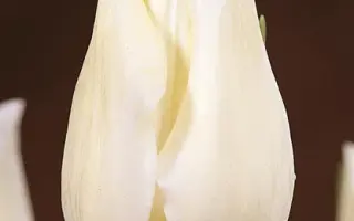 White Midget / Whитэ Мидгэт