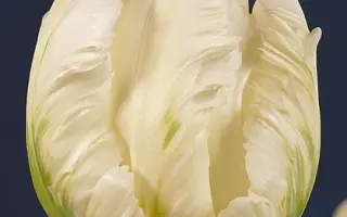 White Parrot / Whитэ Паррот