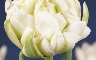 White Pearl / Whитэ Пэарл