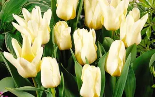 White Sea / Whитэ Сэа