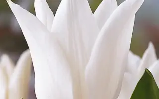 White Triumphator / Whитэ Триумпhатор