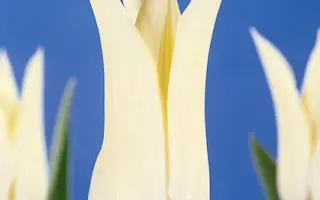 White Wings / Whитэ Wингс