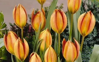 Whittallii / Whитталлии