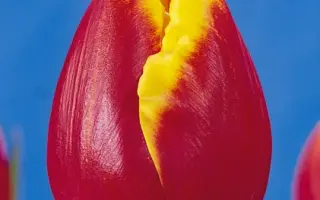 Wiener Neustadt / Wиэнэр Нэустадт