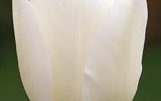 Wildhof / Wилдhоф