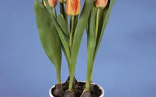 Willem van Oranje / Wиллэм ван Оране