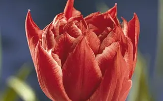 Willemsoord / Wиллэмсоорд