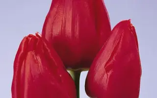 Willy Wong / Wилль Wонг