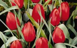 wilsoniana / wилсониана