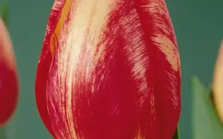 Winterberg Elite / Wинтэрбэрг Элитэ