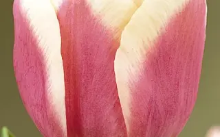 Wirosa / Wироса