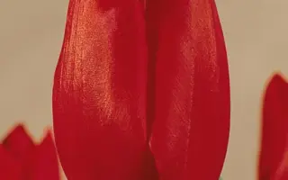 Wisley / Wислэь