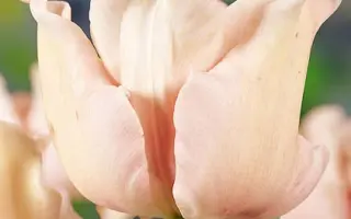 Witty Picture / Wитть Пицтурэ