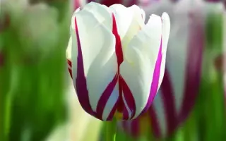 World Expression / Wорлд Эxпрэссион