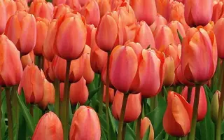 World Peace / Wорлд Пэацэ