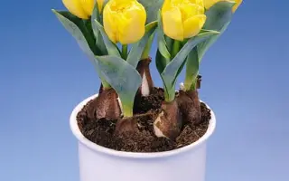 Yellow Baby / Ьэллоw Бабь