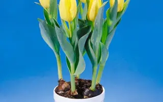 Yellow Cab / Ьэллоw Цаб