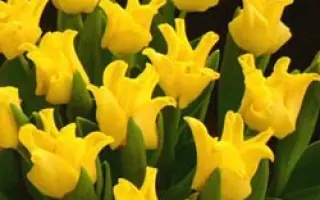 Yellow Crown / Ьэллоw Цроwн