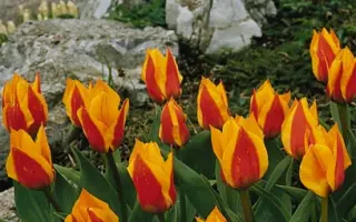 Yellow Dawn / Ьэллоw Даwн