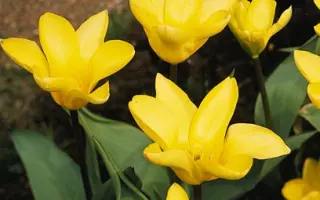 Yellow Empress / Ьэллоw Эмпрэсс