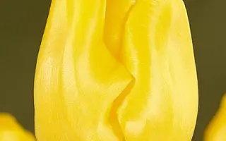 Yellow King / Ьэллоw Кинг