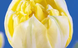 Yellow Mountain / Ьэллоw Моунтаин