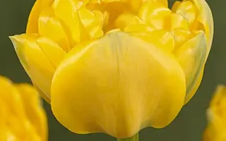 Yellow Pomponnet / Ьэллоw Помпоннэт