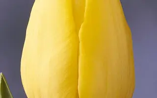 Yellow Present / Ьэллоw Прэсэнт