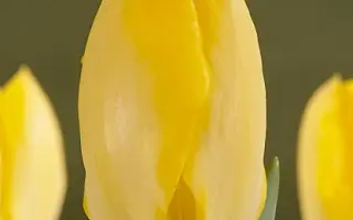 Yellow Purissima / Ьэллоw Пуриссима